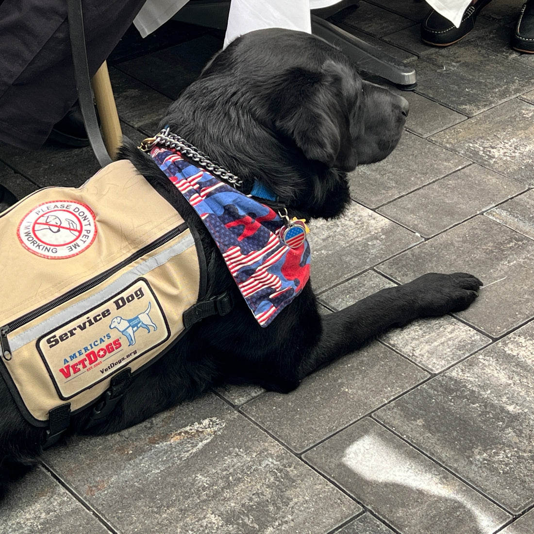 A Quiet Kind of Help: AMVETS Veteran and Service Dog Mr. T Move Rocky Point Rotary