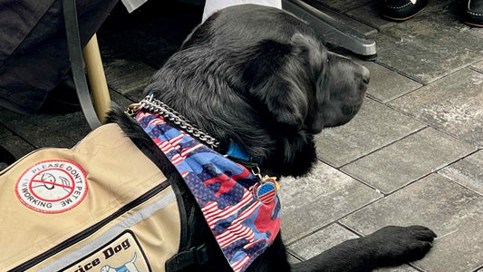 Amvets Service Dog Mr. T
